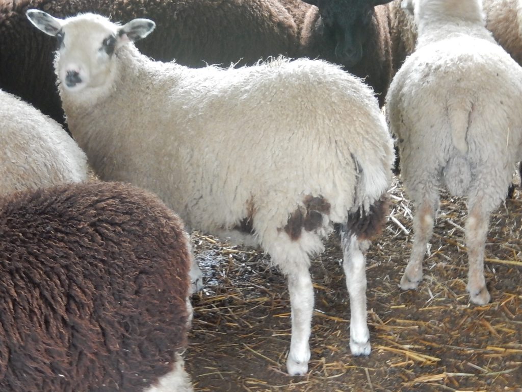 Briggs Healthcare Lamb's Wool - LAMBS WOOL 4 OZ - 765-5214-0000
