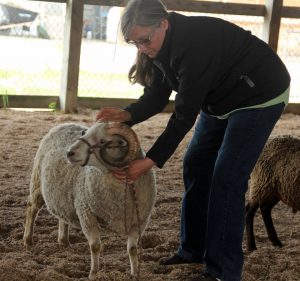 Read more about the article Conformation of Shetland Rams–Finer points