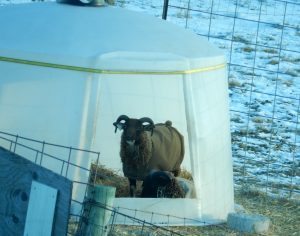 Read more about the article Winter Shelters for Shetland Sheep