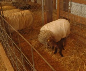Read more about the article Our 2019 Lambing Season Has Begun!